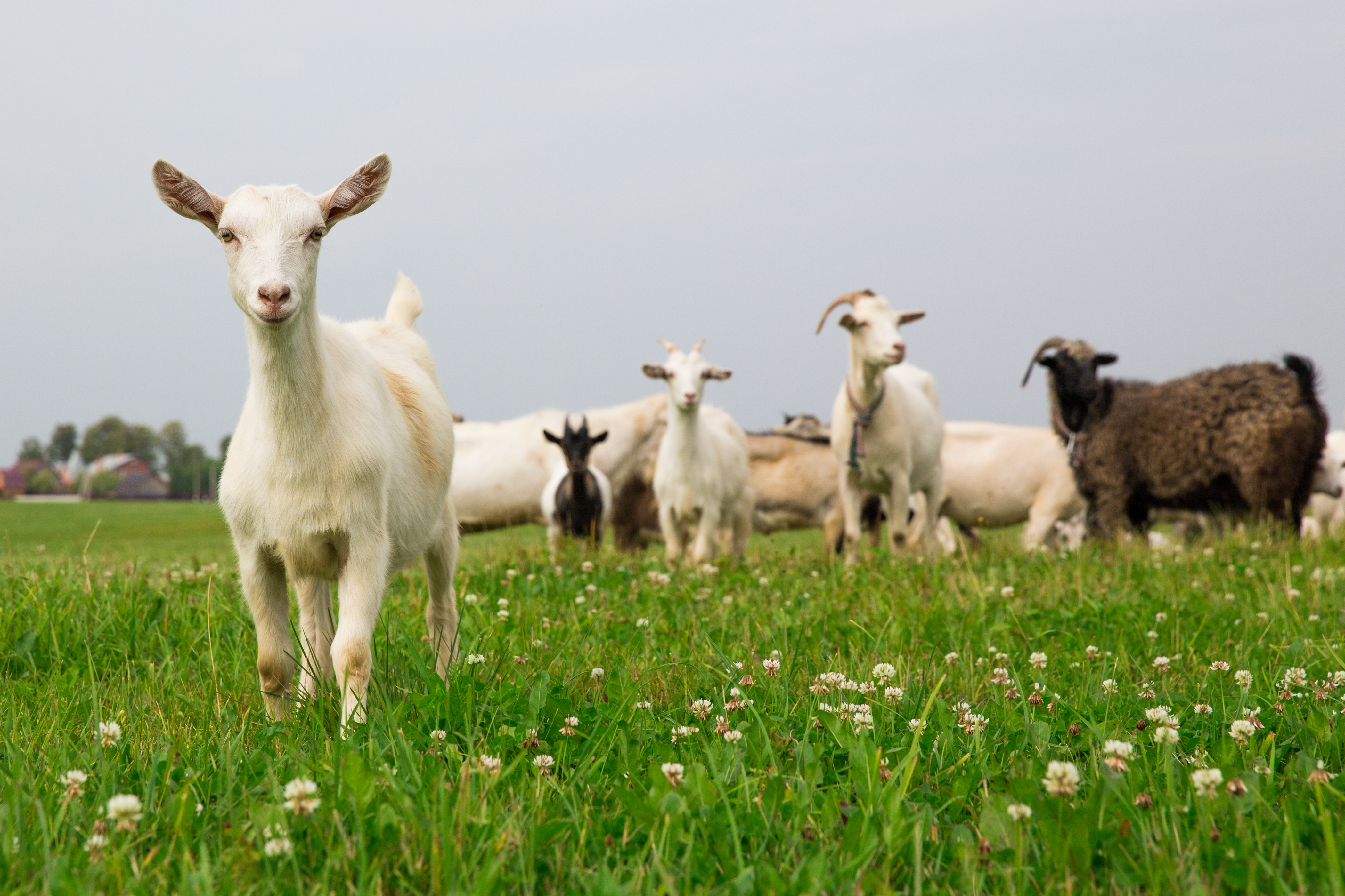 LiveStock development